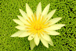 Nymphaea spp