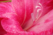 beautiful pink gladiolus, close up