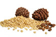 pine Nuts