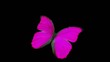 Papillon Rose