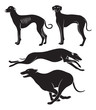 hounds