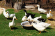 Foto: Eating ducks Eating ducks