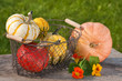 Pumpkins - Kürbisse