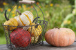 Pumpkins - Zierkürbisse