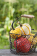Pumpkins - Zierkürbisse