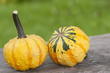Pumpkins - Zierkürbisse