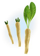 Horseradish