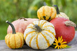 Pumpkins - Kürbisse