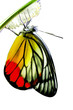 Monarch Butterfly, Milkweed Mania, baby born in the nature isola