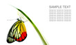 Monarch Butterfly, Milkweed Mania, baby born in the nature isola
