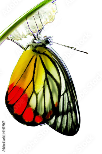 Photo: Monarch Butterfly, Milkweed Mania, baby born in the nature isola Monarch Butterfly, Milkweed Mania, baby born in the nature isola