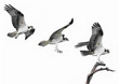 Osprey flies to it's perch, three images