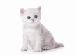 small silver british kitten on white background