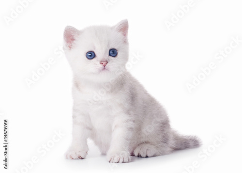 Photo: small silver british kitten on white background small silver british kitten on white background