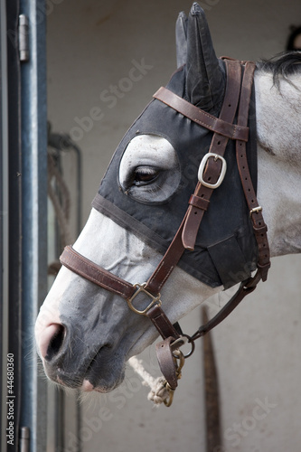 Photo: Cheval de course Cheval de course