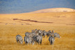 Zebras in der Savanne