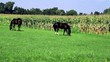 Video: Horses graze in the meadow Horses graze in the meadow
