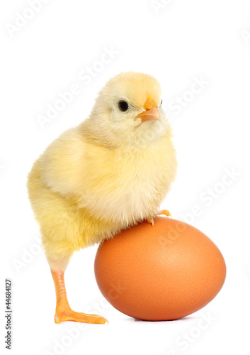 Photo: Cute yellow baby chick Cute yellow baby chick