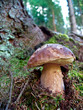 Steinpilz im Hochgebirge
