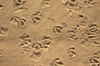 Seagull and pigeons footprints
