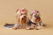Photo: two yorkie puppies on light brown background two yorkie puppies on light brown background