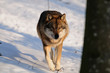 Wolf, Winter