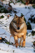 Wolf, Winter