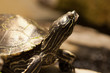Schildkröte