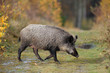 Wildschwein