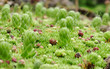 sempervivum
