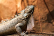 Leguan