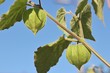 Physalis02