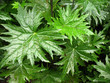 Leaves Ligularia przewalskii