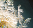 Photo: Pusteblume: Ich wünsche mir .... Pusteblume: Ich wünsche mir ....