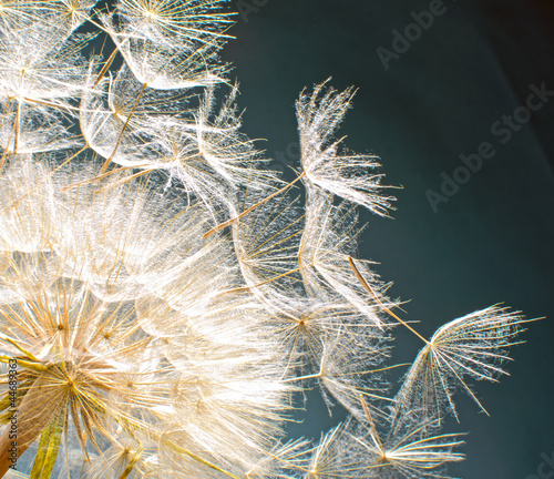 Photo: Pusteblume: Ich wünsche mir .... Pusteblume: Ich wünsche mir ....