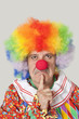 Foto: Portrait of angry senior male clown with finger on chin over light gray background Portrait of angry senior male clown with finger on chin over light gray background