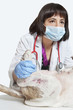Female veterinarian examining dog over gray background