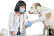 Female veterinarian holding dog's paw over gray background