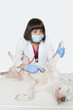 Female veterinarian examining dog with stethoscope over gray background