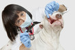 Photo: Portrait of female veterinarian examining dog with otoscope over gray background Portrait of female veterinarian examining dog with otoscope over gray background
