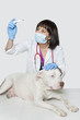 Female veterinarian checking temperature of dog over gray background