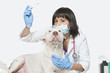 Portrait of female vet checking temperature of dog over gray background