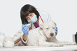 Female veterinarian checking temperature of dog over gray background