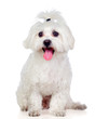 Beautiful white Bichon Maltese