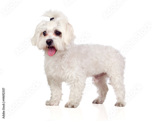 Photo: Beautiful white Bichon Maltese Beautiful white Bichon Maltese