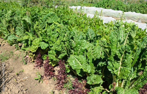 Photo: Organic Vegetable Garden Organic Vegetable Garden