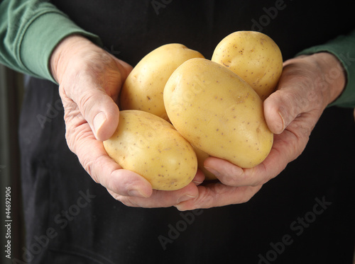 Photo: a man holds Yukon gold potatoes a man holds Yukon gold potatoes