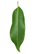 Fresh Green Leaf isolated on white background