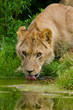 Löwe (Panthera leo)