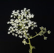 Anisbluete, Anis, Pimpinella anisum